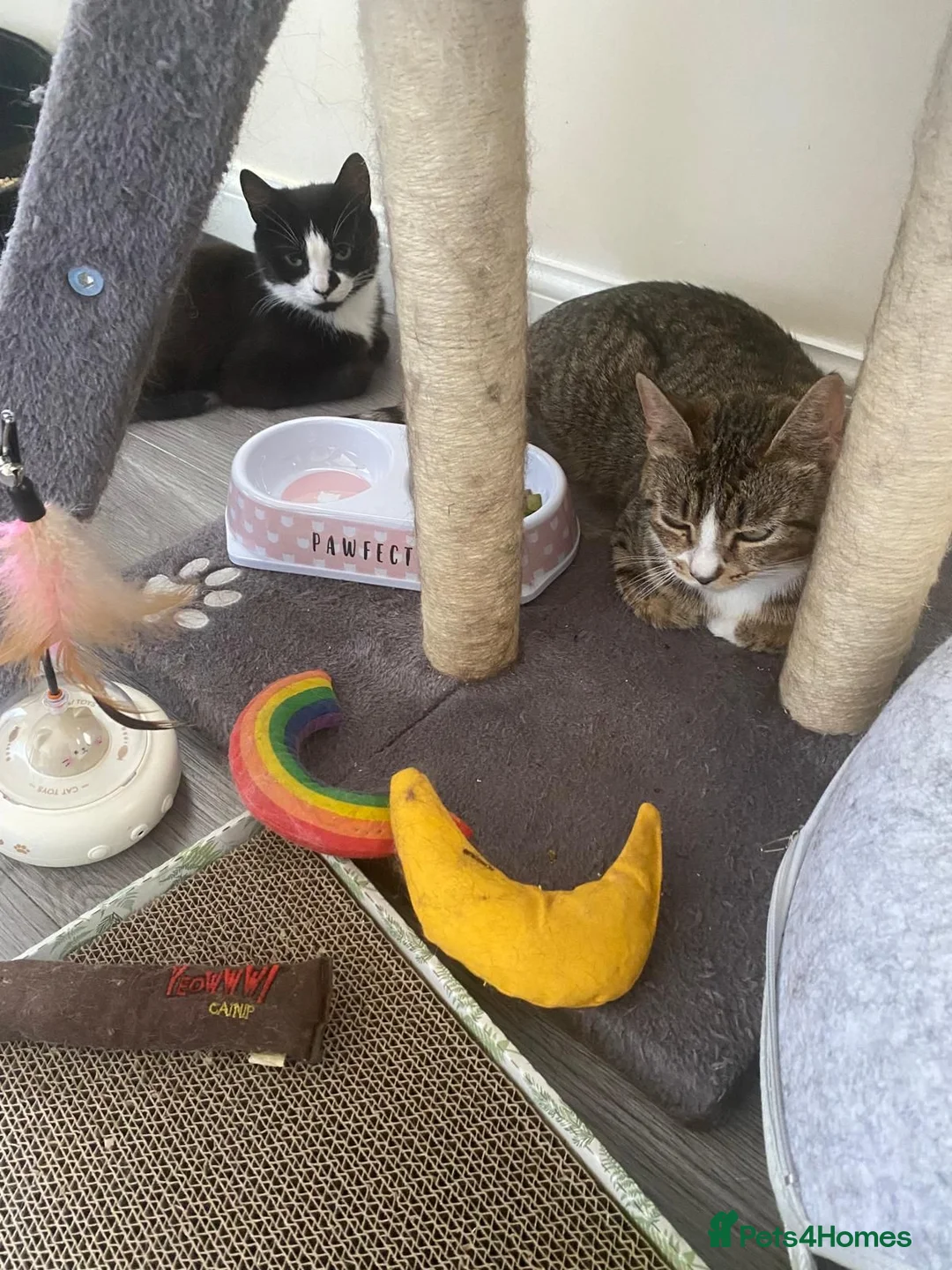 Domestic Shorthair cats for adoption: Sweetie and Candy looking for love - Advert 2