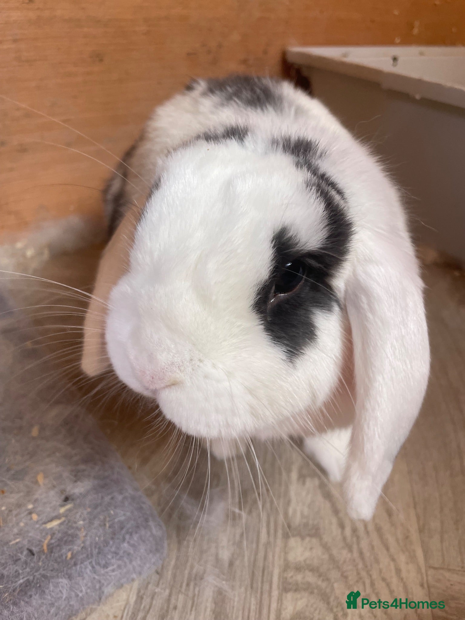 English rabbits Rabbit  - Advert 1
