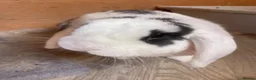 English rabbits for sale: Rabbit  in Folkestone - Advert 1
