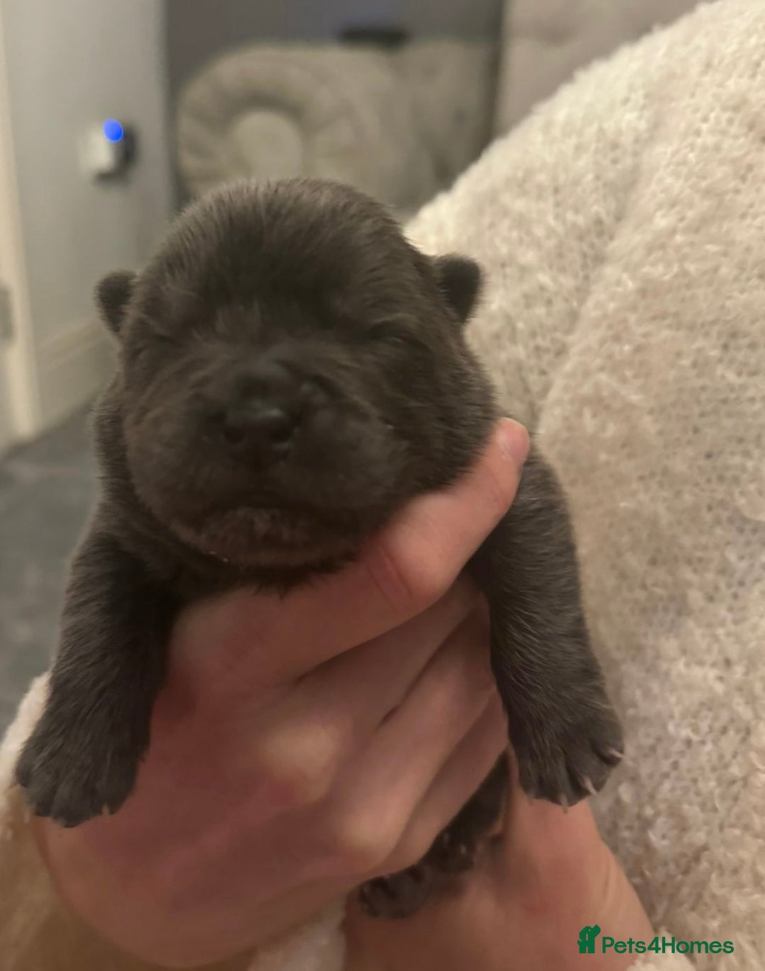 Chow Chow dogs for sale: KC reg chow chows  - Advert 6