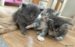 Maine Coon cats for sale: 3/4 maine coon kittens - Image 13
