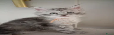 Maine Coon Kitten silver shaded girl