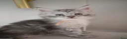 Maine Coon cats for sale: Exceptional Maine Coon kittens 😻💞 - Advert 13