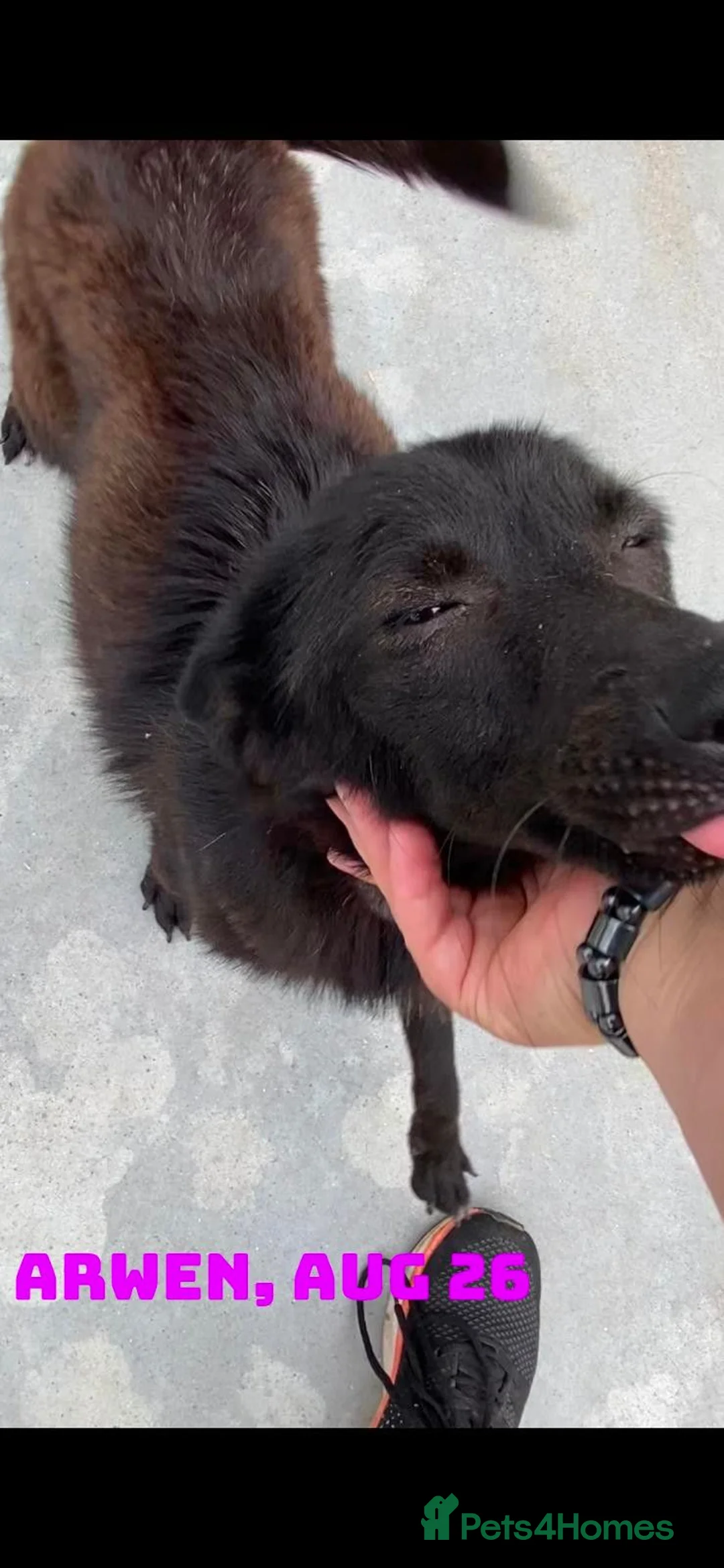 Mixed Breed dogs for adoption: Arwen, 7 months approx. Available for adoption. - Advert 2