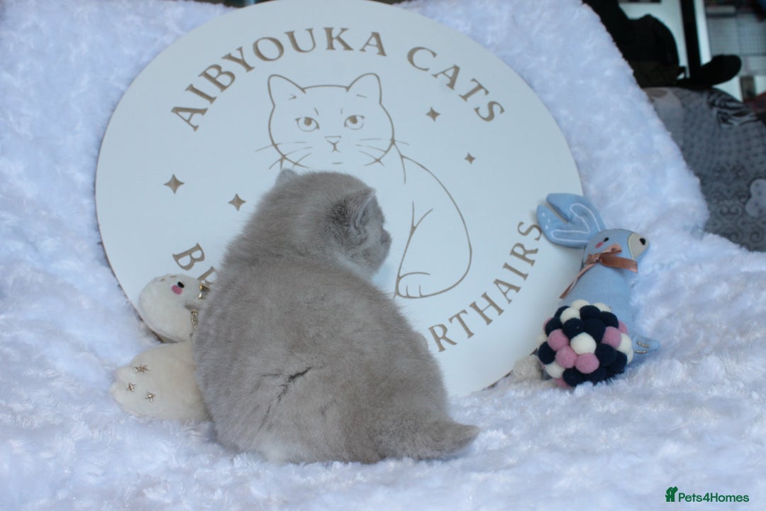British Shorthair cats for sale: ✨ Gccf Champion Parents. Lilac bi colour male ✨ - Advert 9