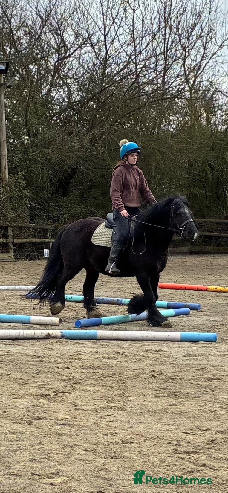 Riding pony horses Star 13.1hh Black Cob Gelding 8 years old - Advert 8