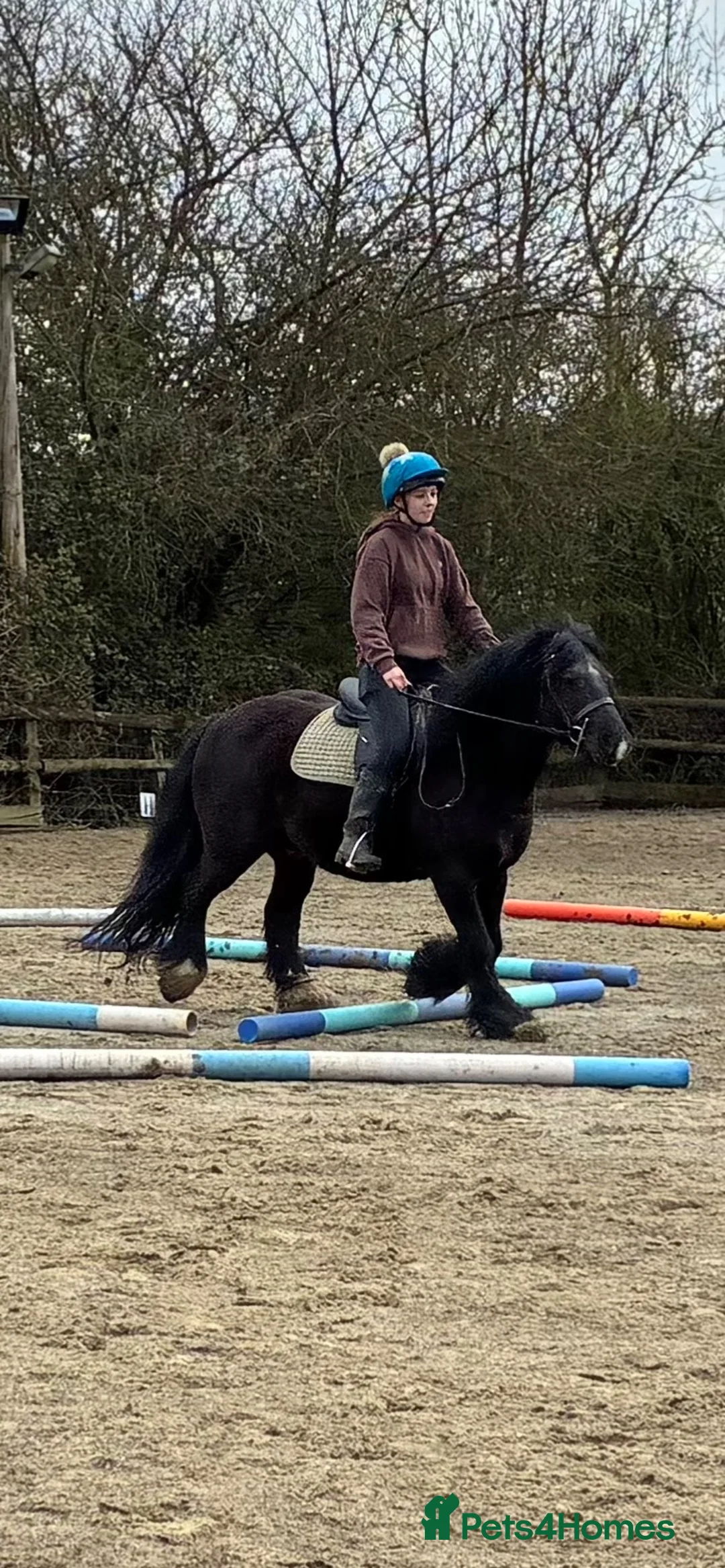 Riding pony horses for sale: Star 13.1hh Black Cob Gelding 8 years old in Leighton Buzzard - Advert 1