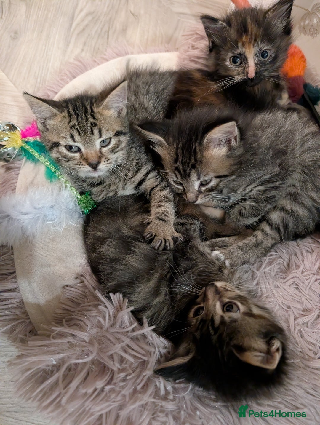 Mixed Breed cats for sale: Beautiful tabby/Calico fluffy kittens  - Advert 4