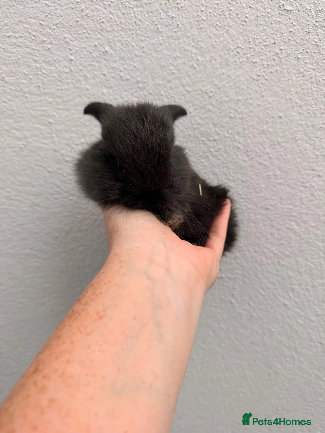 Mini Lop rabbits for sale: Gorgeous mini lops  - Advert 2