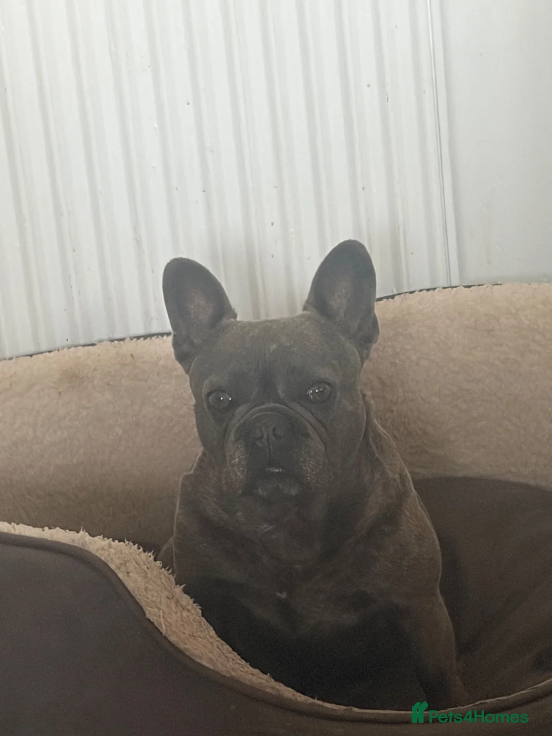 French Bulldog dogs for stud: Fit and healthy blue brindle frenchie  in Cardiff - Advert 7