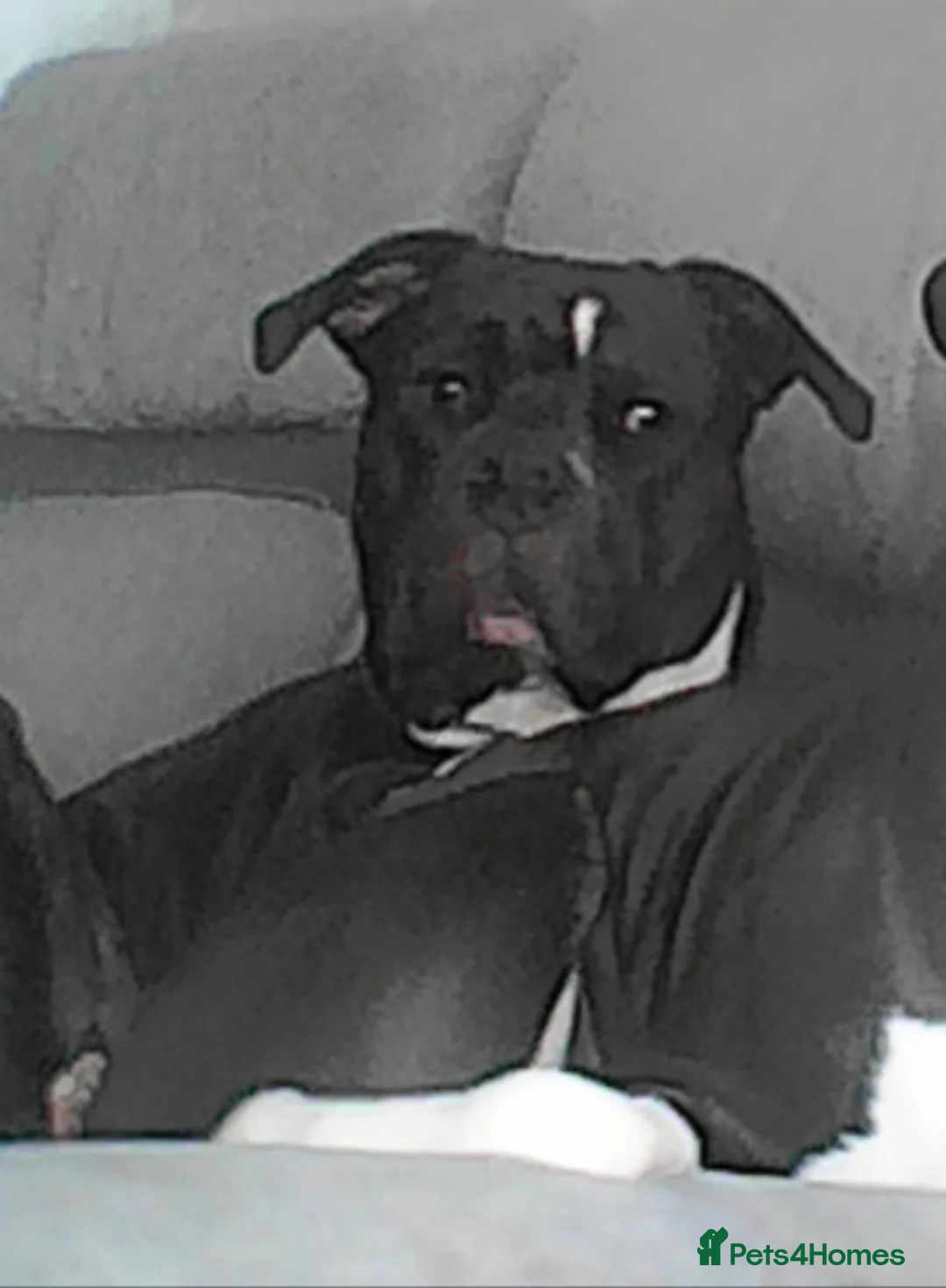 Staffordshire Bull Terrier dogs for stud: Staff dogs up for Stud  in Faversham - Advert 2