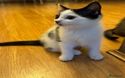 Domestic Shorthair cats for sale: 3 female kittens - Image 2