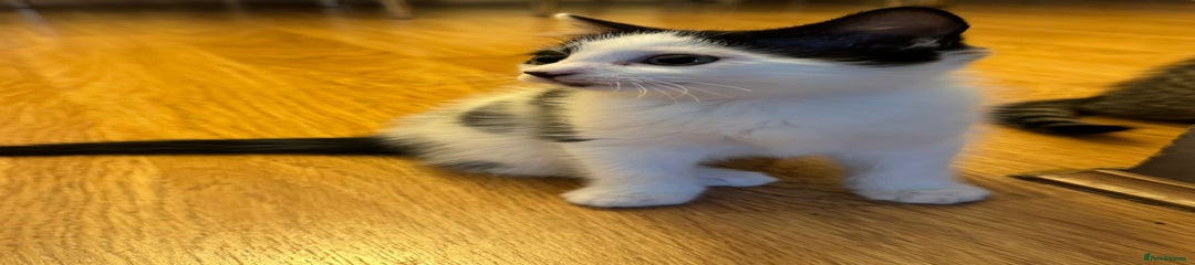 Domestic Shorthair Kitten 1