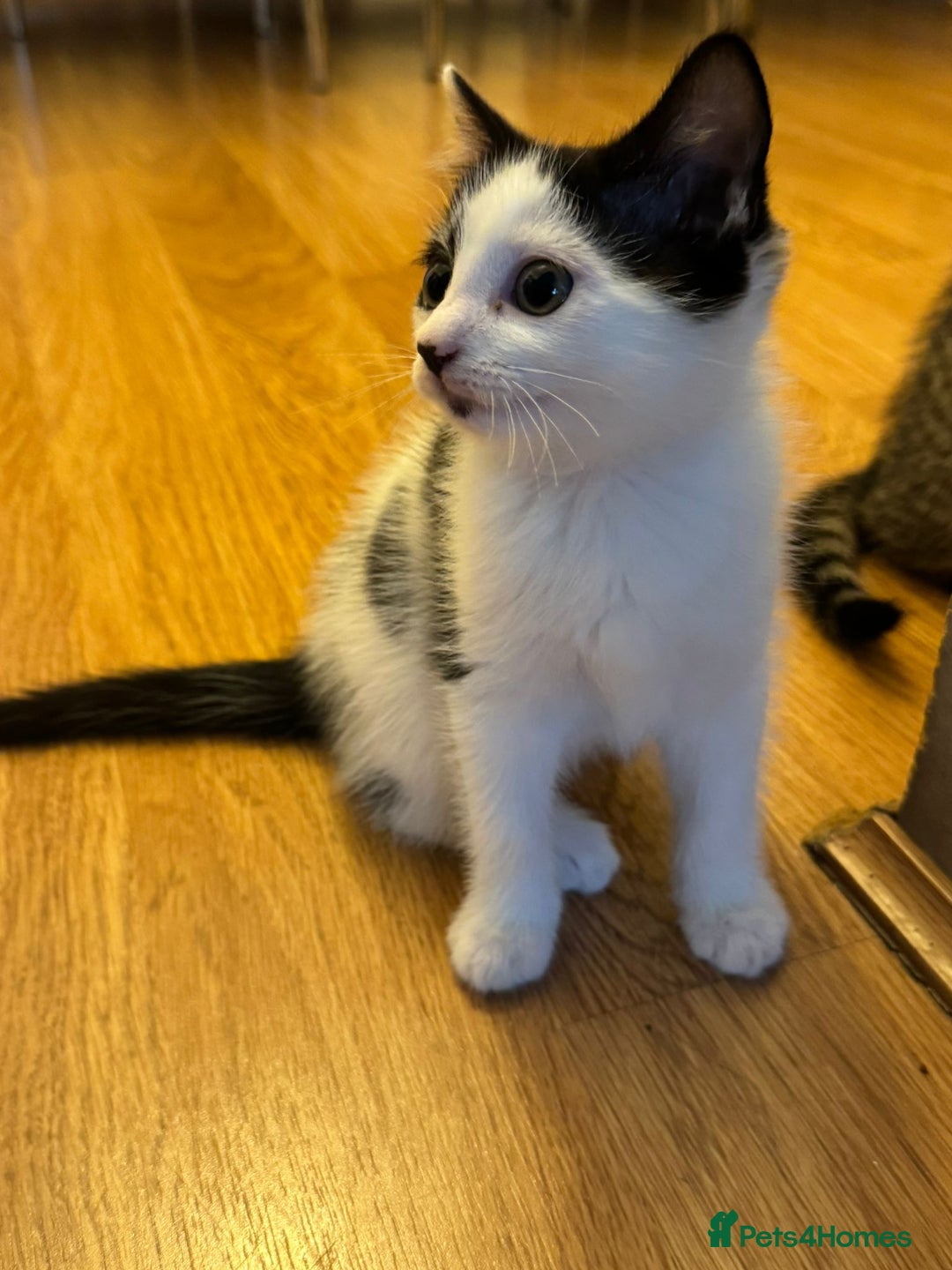 Domestic Shorthair cats for sale: 3 female kittens - Image 2
