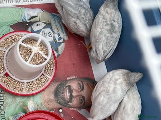 Quail poultry - Advert 27