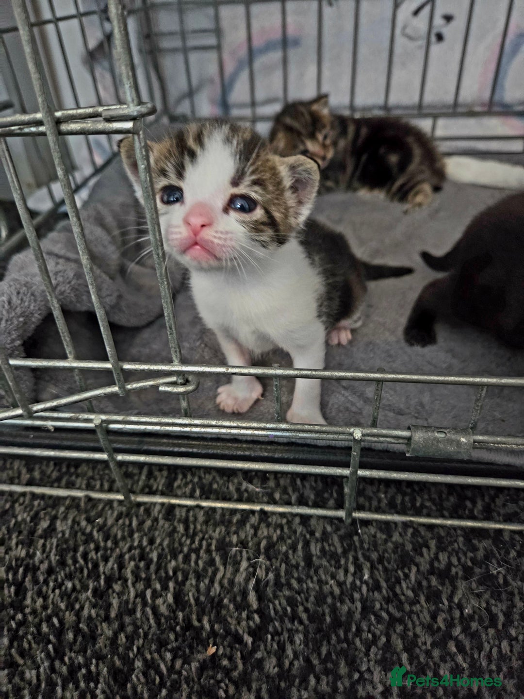 Mixed Breed cats for sale: Two beautiful girls. Ready to leave Saturday  - Image 12