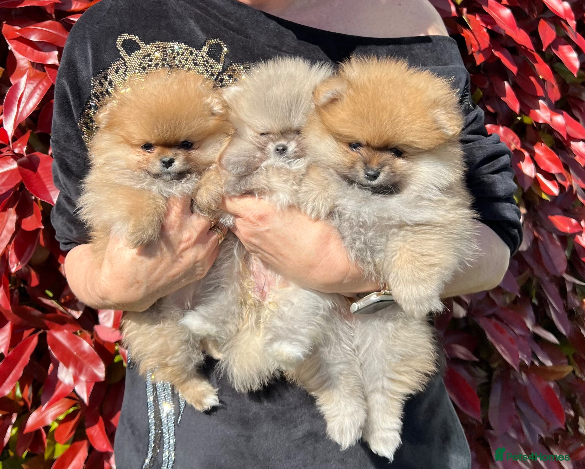 Pomeranian dogs ADORABLE PURE POMERANIAN KC - Advert 1