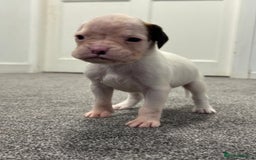 Boxer dogs for sale: KC Registered Boxer Puppies - Image 16
