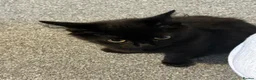 Mixed Breed cats for sale: 12 week old female black kitten  - Advert 2