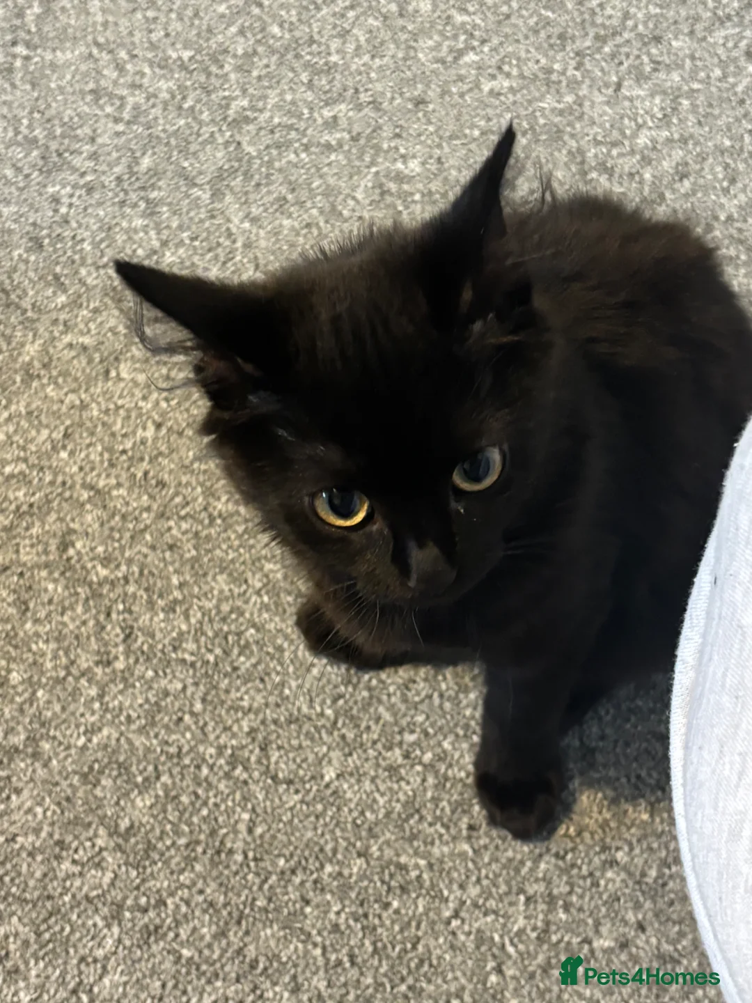 Mixed Breed cats for sale: 12 week old female black kitten  - Advert 2