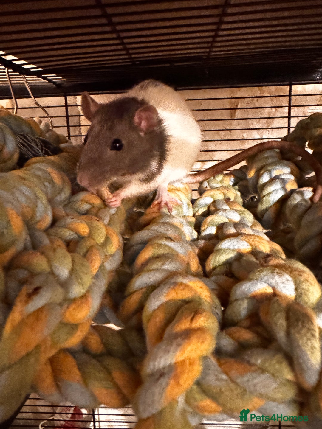 Rat rodents for sale: Two female hooded rats - Image 1