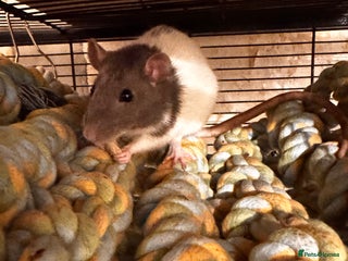 Rat rodents - Advert 23