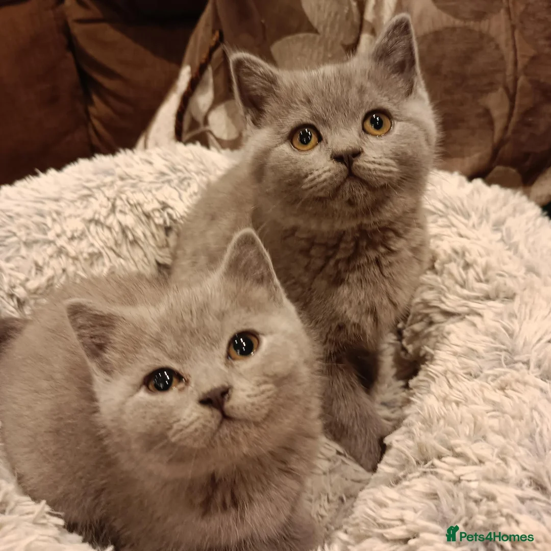 British Shorthair cats for sale: Blue British shorthairs kittens with GCCFpedigree - Advert 2