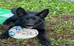 German Shepherd dogs for sale: 4 Month old German Shepherd Puppy for sale - Image 5