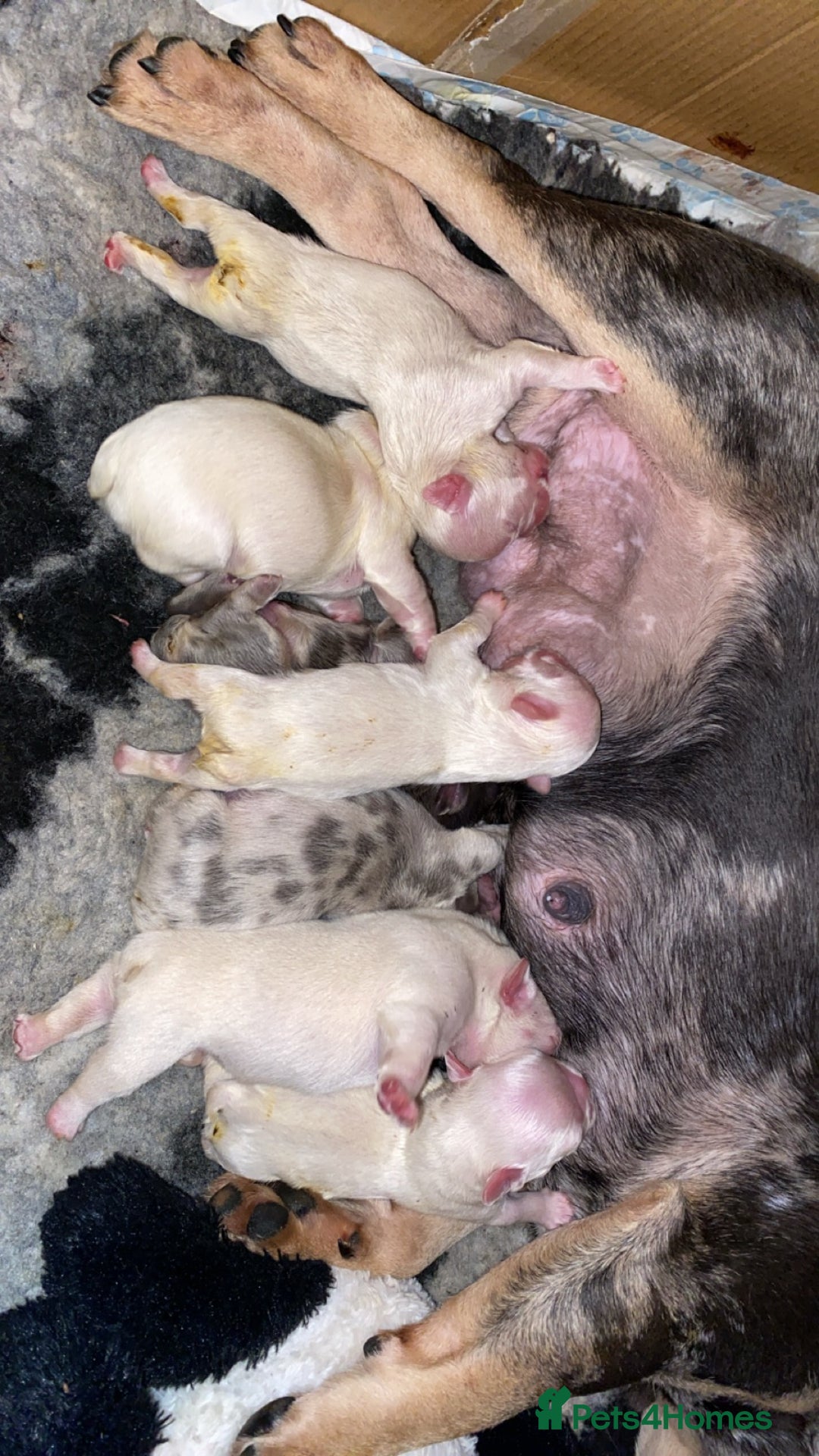 French Bulldog dogs for sale: Quality frenchies  - Advert 1