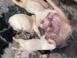 French Bulldog dogs Quality frenchies - Advert 1