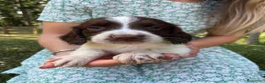 English Springer Spaniel 2