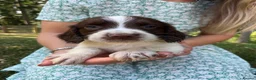 English Springer Spaniel dogs for sale: English Springer Spaniels in Montgomery - Advert 7