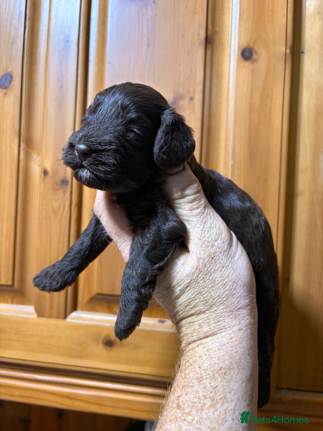Cockapoo dogs for sale: Chocolate F1 Cockapoo Pups  - Advert 4