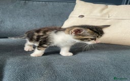 Domestic Shorthair cats for sale: Three beautiful playful kittens. - Image 10