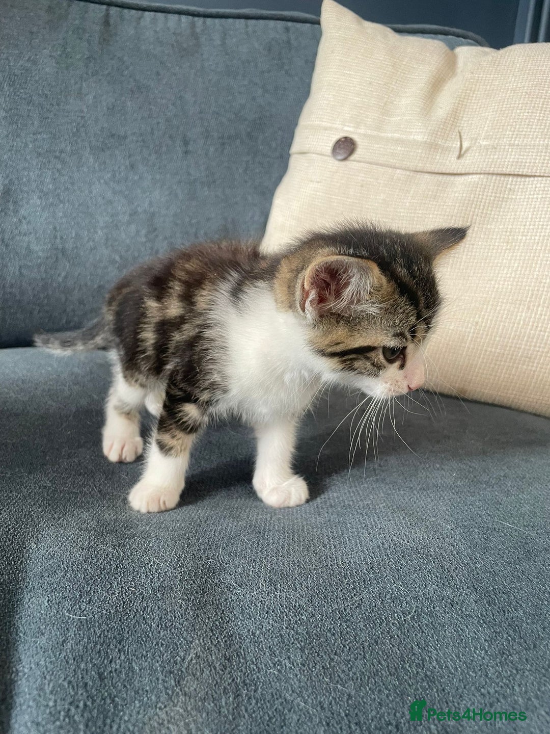 Domestic Shorthair cats for sale: Three beautiful playful kittens. - Image 10