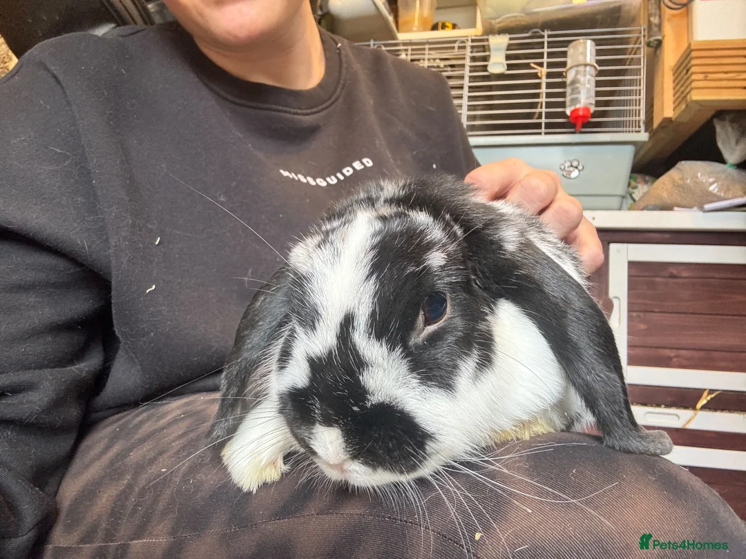 Mini Lop rabbits for sale: Mini Lop Doe - Advert 2
