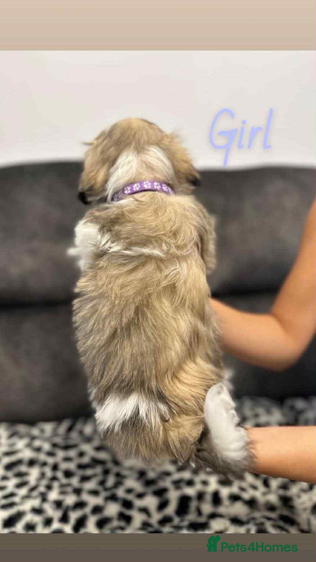 Shih Tzu dogs for sale: 🩷 Beautiful Shitzu Puppies 🩷 - Image 17