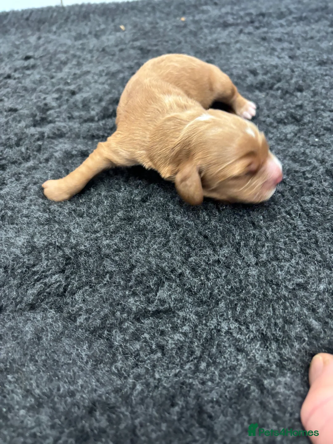 Cockapoo dogs for sale: F1 Cockapoo puppies. 1 Golden & 1 Chocolate/Tan in Rotherham - Advert 2