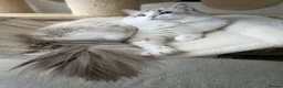 Ragdoll cats for sale: 🐾✨ Champion Line Ragdoll Kittens for Sale ✨🐾 - Advert 19