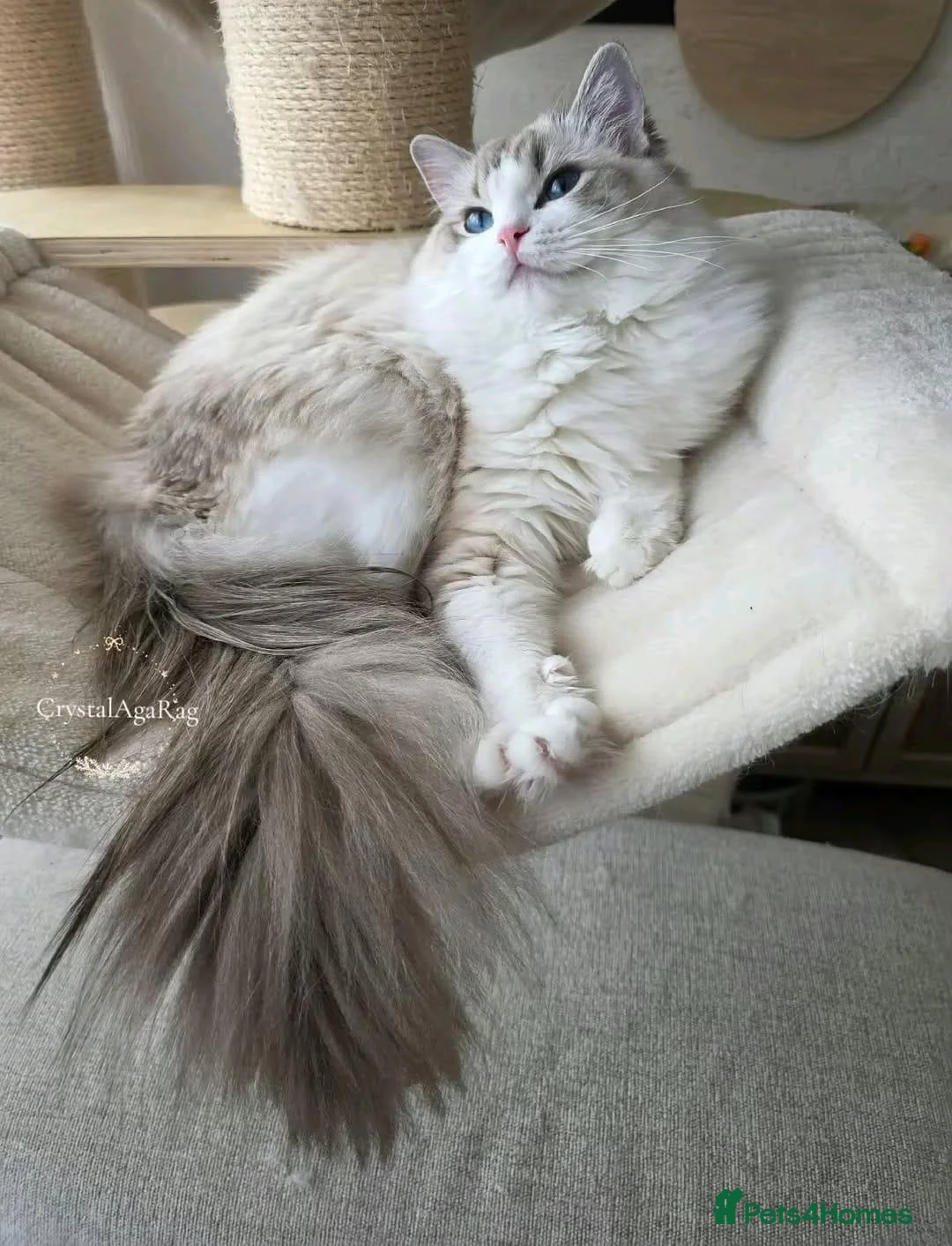 Ragdoll cats for sale: 🐾✨ Champion Line Ragdoll Kittens for Sale ✨🐾 - Advert 19