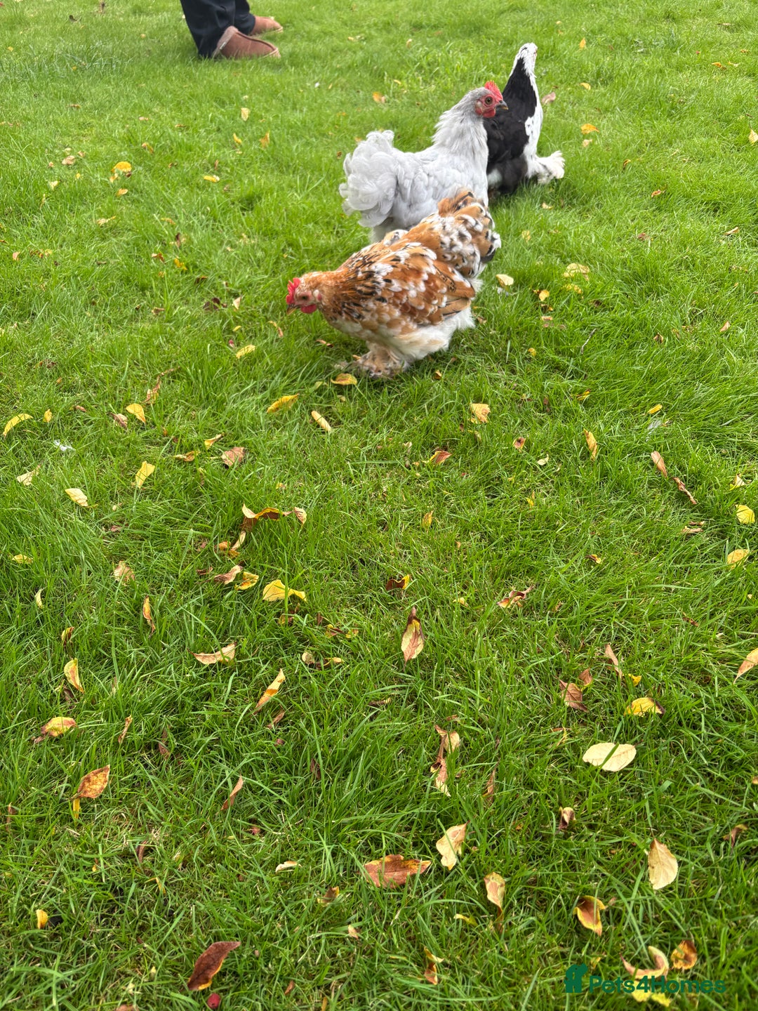 Chickens poultry for sale: Two Friendly Pekin Bantam Boys Looking for a home - Advert 6