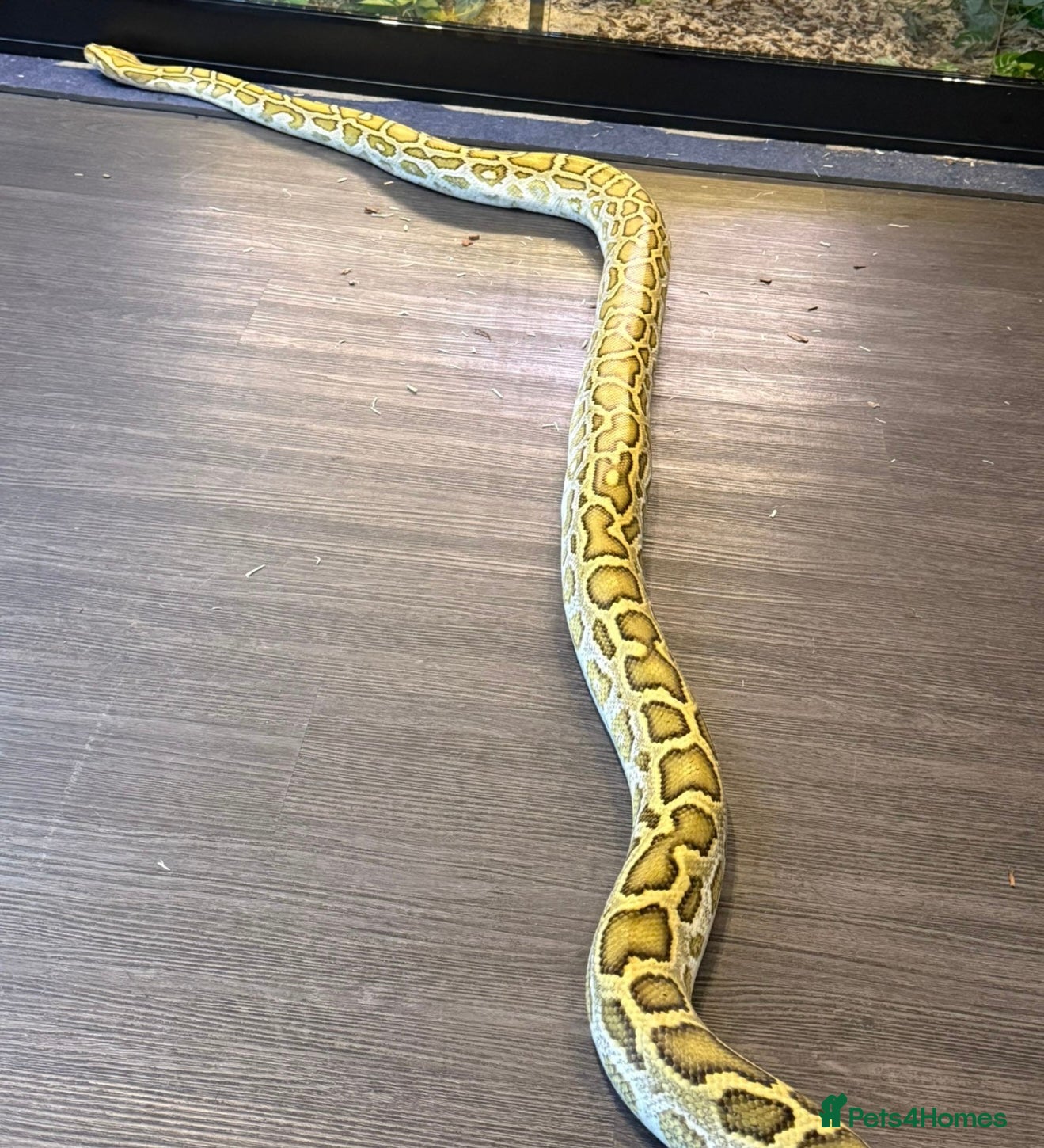 Snake reptiles Hypo male 8 foot long Burmese python - Advert 1