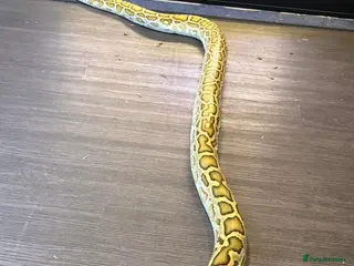 Snake reptiles Hypo male 8 foot long Burmese python - Advert 1