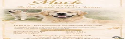 Golden Retriever dogs for sale: Mack/ Bryn Bach Golden X Evie/ Angel Annwyl - Advert 11