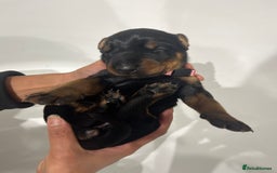 Dobermann dogs for sale: 🏆Supreme Dobermanns - Where Excellence Begins 🏆 - Image 29