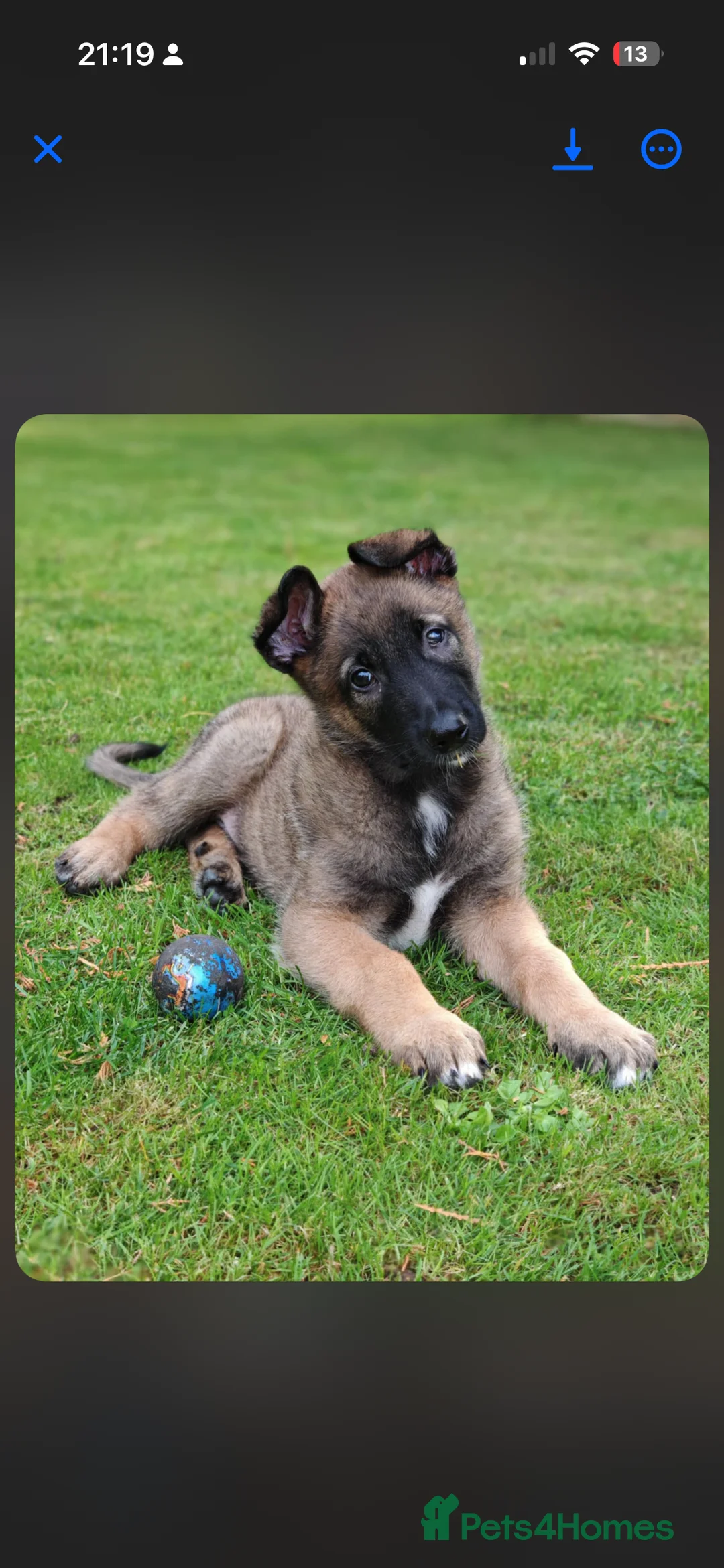 Belgian Shepherd Dog dogs for sale: Malinios male puppy in Barnoldswick - Advert 14