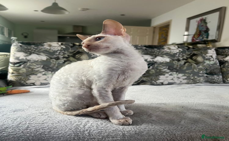 Cornish Rex cats - Advert 1