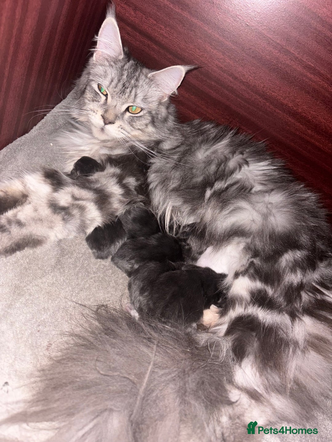 Maine Coon cats for sale: Beautiful blue smoke torbie Maine coon kittens  - Image 12