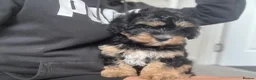 Cavachon dogs for sale: Cavachon boy puppy - Advert 2