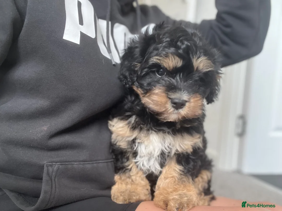 Cavachon dogs for sale: Cavachon boy puppy - Advert 2